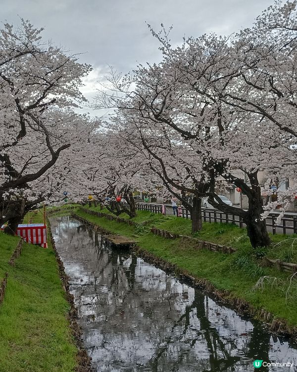 氷川神社賞櫻