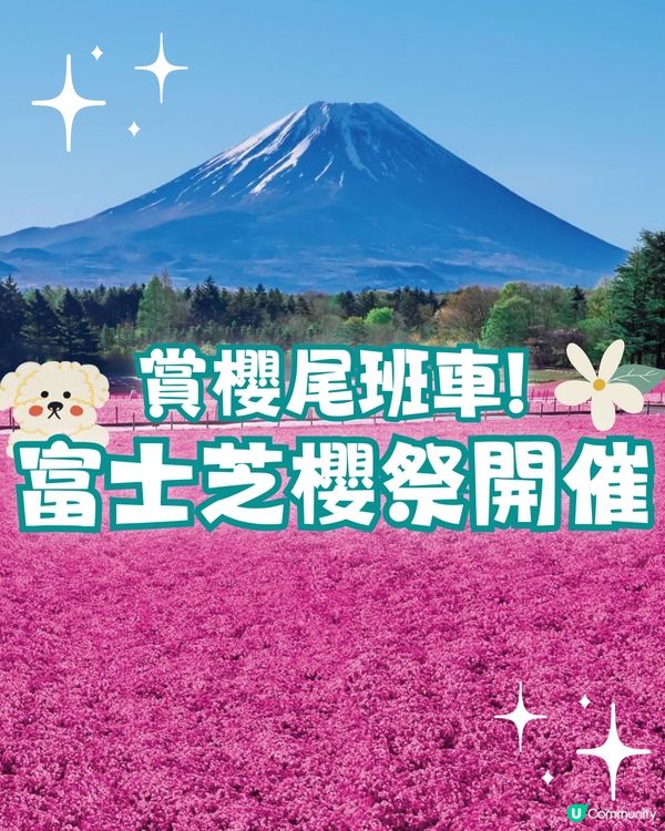 賞櫻尾班車！富士芝櫻祭開催😍50萬棵粉紅花海💗