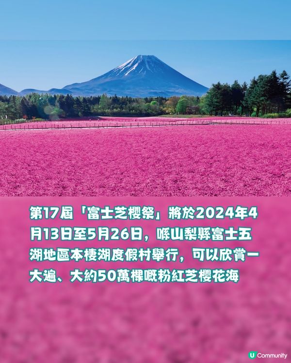 賞櫻尾班車！富士芝櫻祭開催😍50萬棵粉紅花海💗