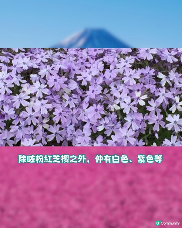 賞櫻尾班車！富士芝櫻祭開催😍50萬棵粉紅花海💗