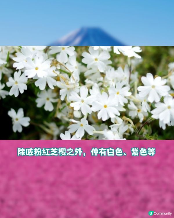 賞櫻尾班車！富士芝櫻祭開催😍50萬棵粉紅花海💗