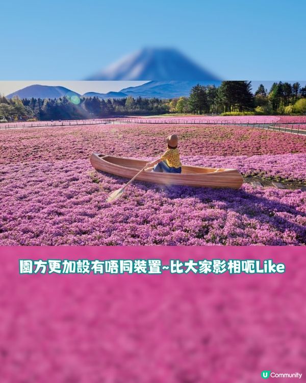 賞櫻尾班車！富士芝櫻祭開催😍50萬棵粉紅花海💗