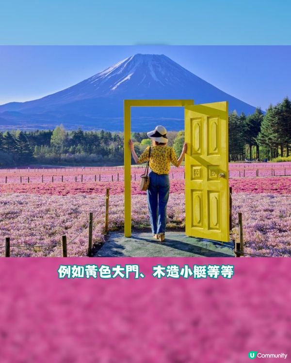 賞櫻尾班車！富士芝櫻祭開催😍50萬棵粉紅花海💗