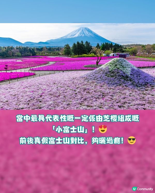 賞櫻尾班車！富士芝櫻祭開催😍50萬棵粉紅花海💗