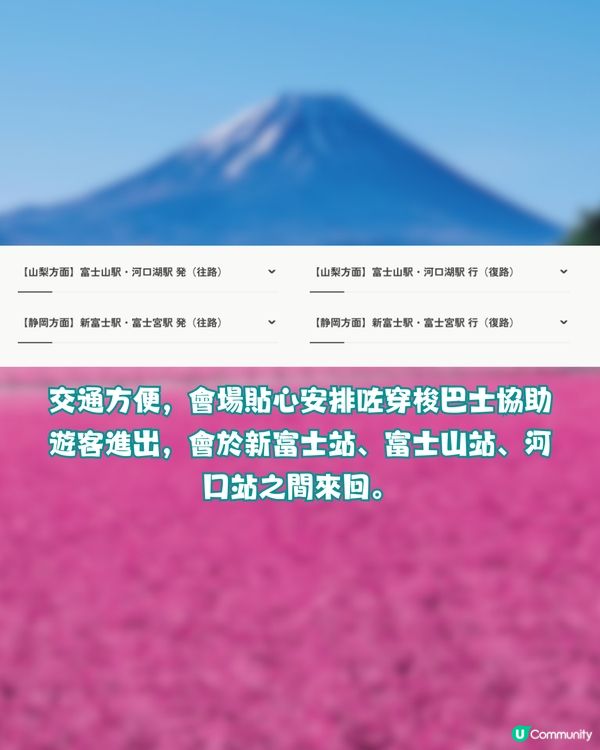 賞櫻尾班車！富士芝櫻祭開催😍50萬棵粉紅花海💗