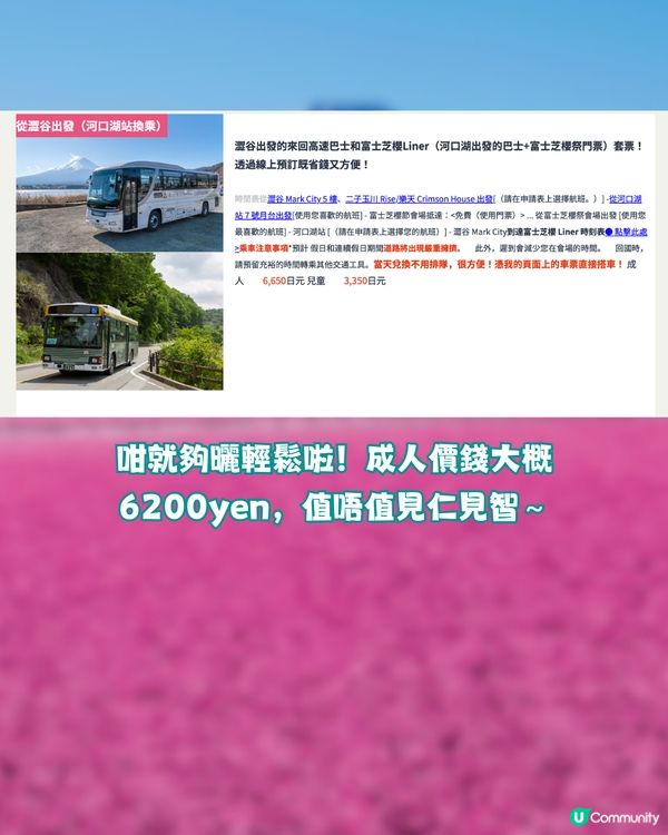 賞櫻尾班車！富士芝櫻祭開催😍50萬棵粉紅花海💗