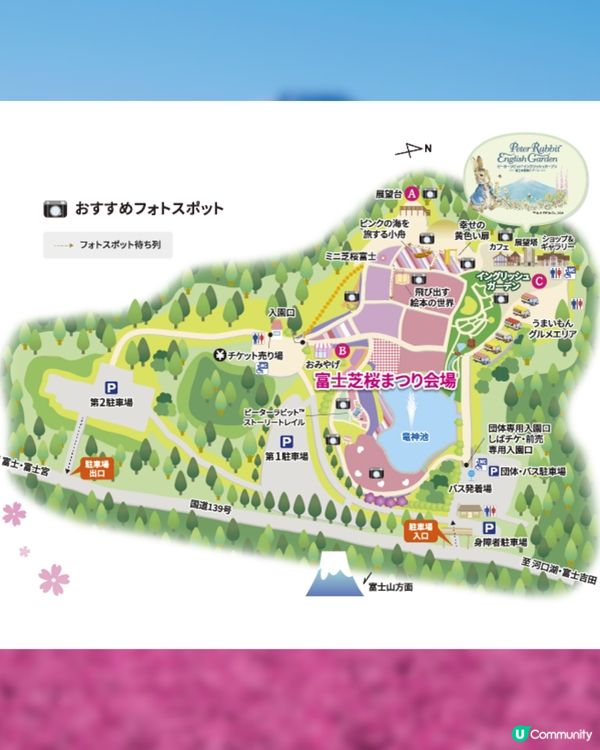 賞櫻尾班車！富士芝櫻祭開催😍50萬棵粉紅花海💗