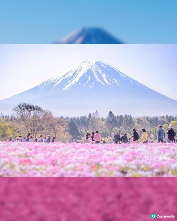 賞櫻尾班車！富士芝櫻祭開催😍50萬棵粉紅花海💗