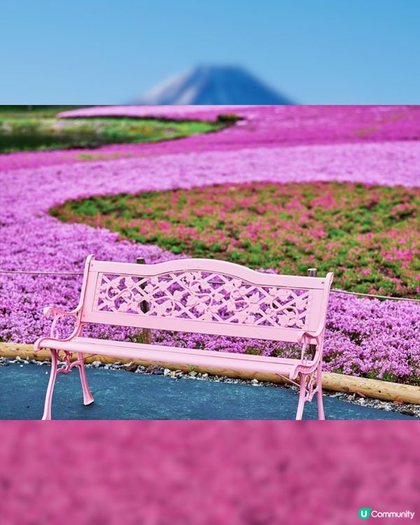 賞櫻尾班車！富士芝櫻祭開催😍50萬棵粉紅花海💗