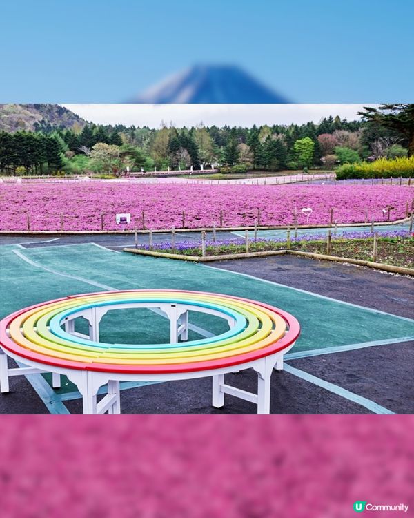 賞櫻尾班車！富士芝櫻祭開催😍50萬棵粉紅花海💗