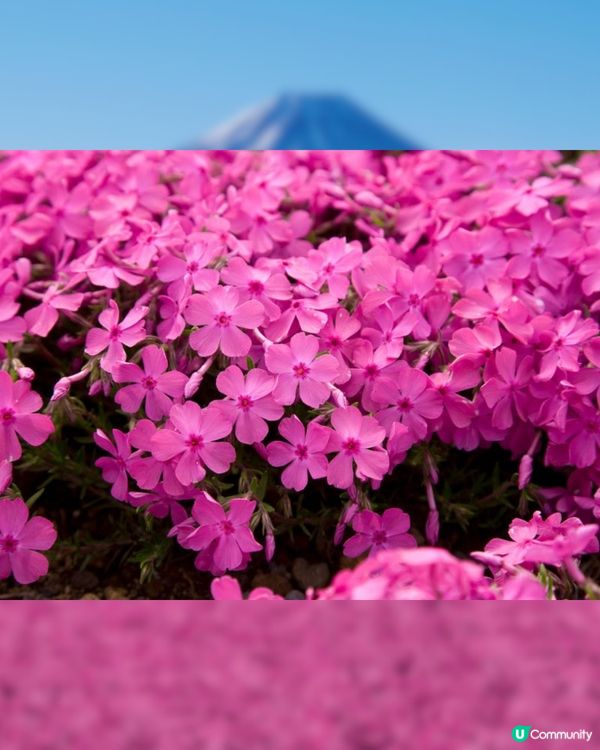 賞櫻尾班車！富士芝櫻祭開催😍50萬棵粉紅花海💗