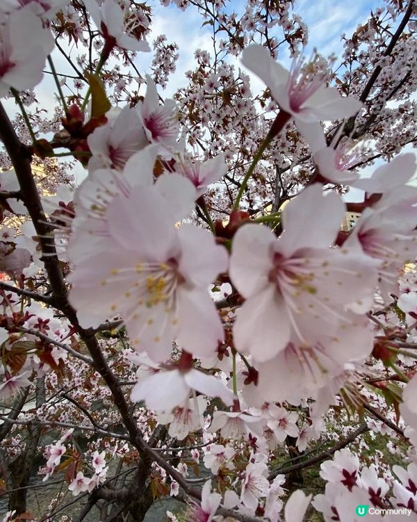 賞櫻🌸景點勝地