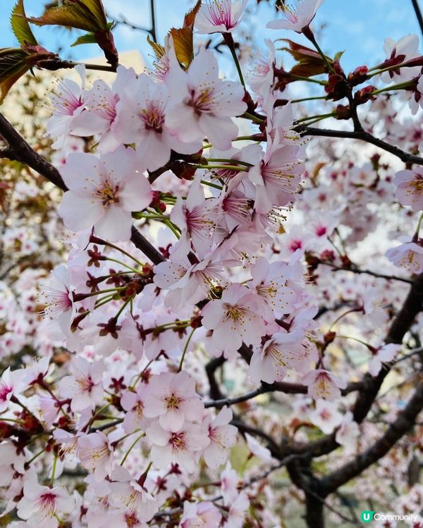 賞櫻🌸景點勝地