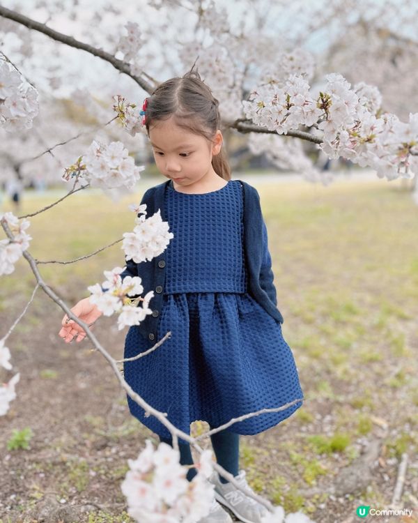 #春日賞櫻 推介賞櫻花的好地方