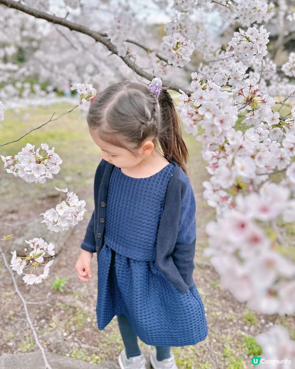 #春日賞櫻 推介賞櫻花的好地方