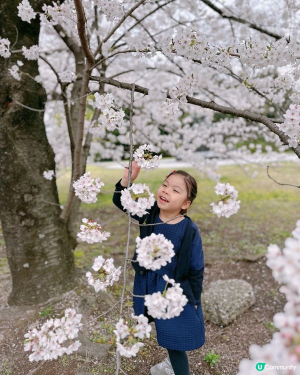 #春日賞櫻 推介賞櫻花的好地方