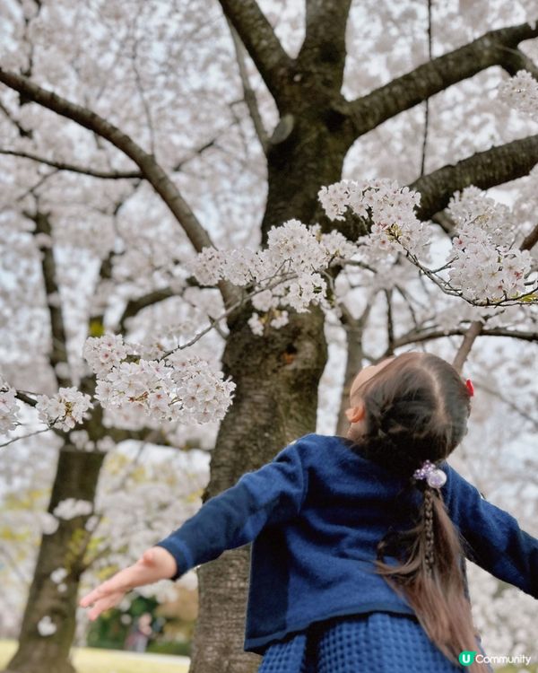 #春日賞櫻 推介賞櫻花的好地方