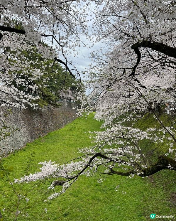 #春日賞櫻 推介賞櫻花的好地方