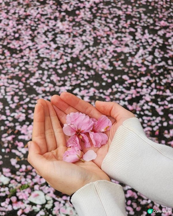 【🇯🇵櫻花季】人像攝影參考