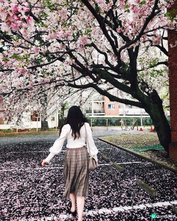 【🇯🇵櫻花季】人像攝影參考