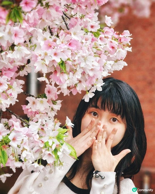 【🇯🇵櫻花季】人像攝影參考