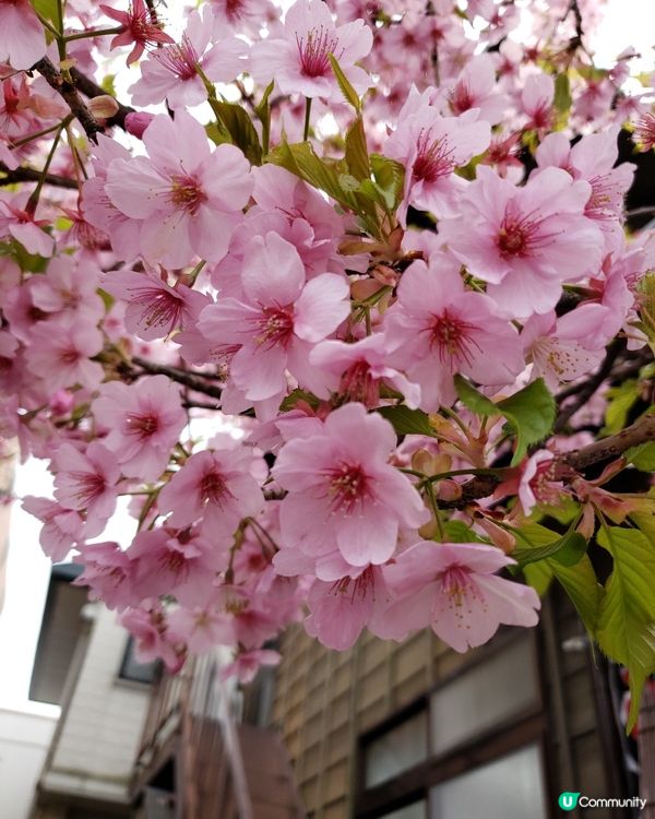 冰川神社，我都要姻緣🥰😍
