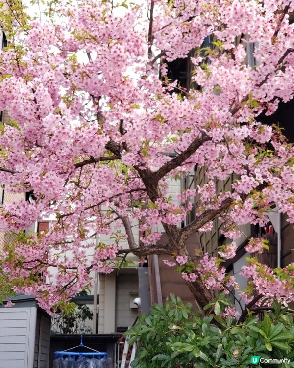 冰川神社，我都要姻緣🥰😍
