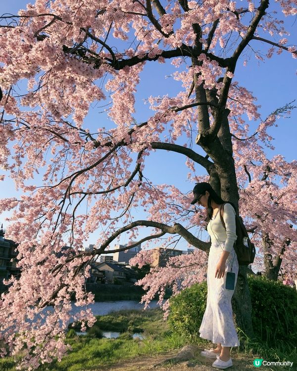 獨遊日本- 京都鴨川賞櫻