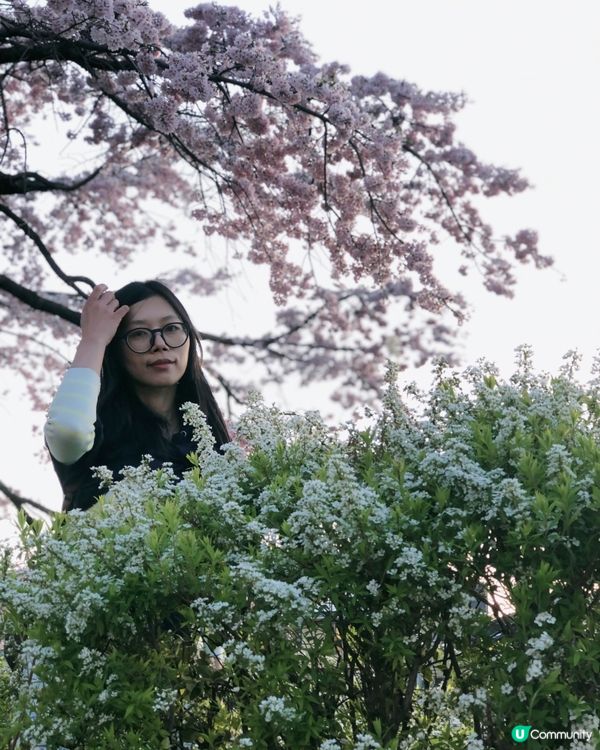 獨遊日本- 京都鴨川賞櫻