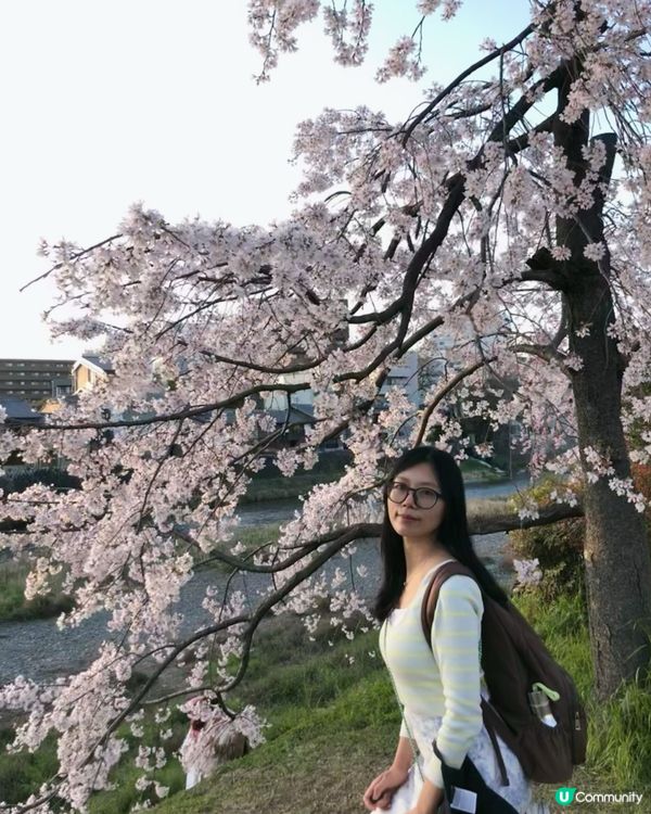 獨遊日本- 京都鴨川賞櫻