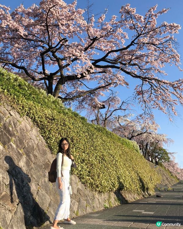 獨遊日本- 京都鴨川賞櫻