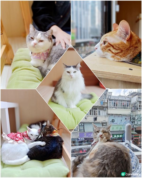 貓之茶房荃灣新分店😻 $118玩足一日+任飲茶水🍵