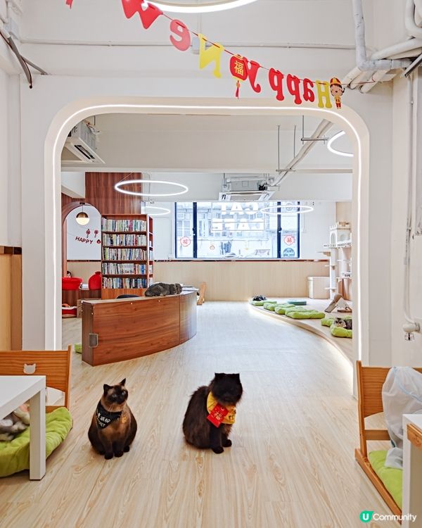 貓之茶房荃灣新分店😻 $118玩足一日+任飲茶水🍵