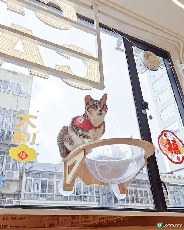 貓之茶房荃灣新分店😻 $118玩足一日+任飲茶水🍵