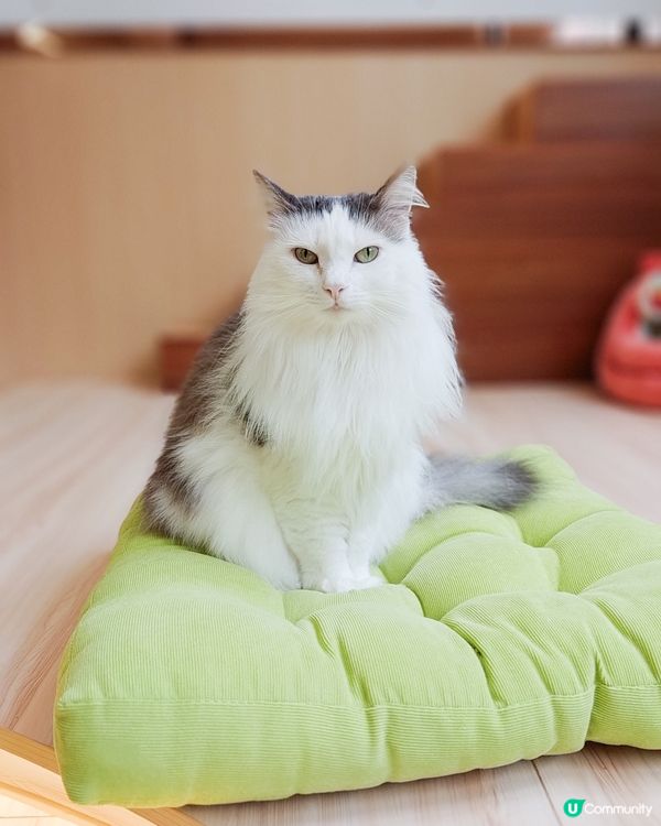 貓之茶房荃灣新分店😻 $118玩足一日+任飲茶水🍵