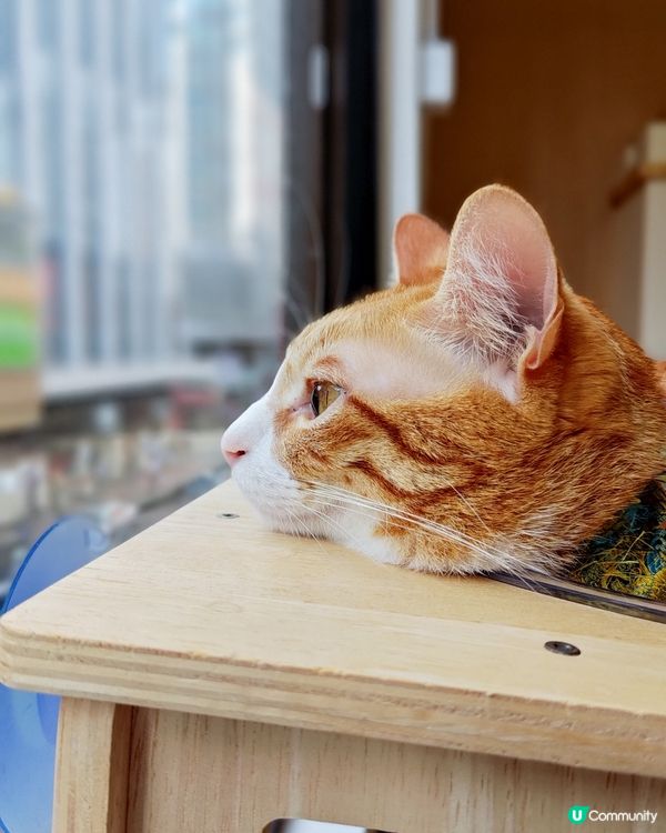 貓之茶房荃灣新分店😻 $118玩足一日+任飲茶水🍵