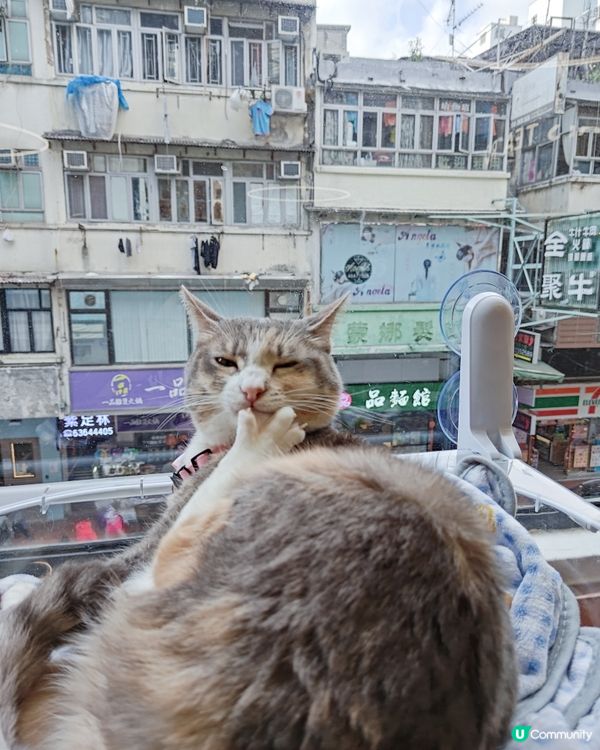 貓之茶房荃灣新分店😻 $118玩足一日+任飲茶水🍵