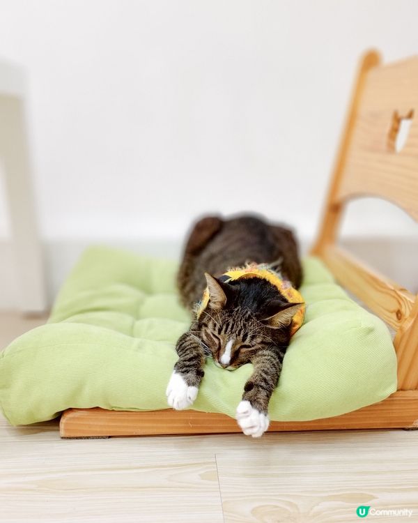 貓之茶房荃灣新分店😻 $118玩足一日+任飲茶水🍵