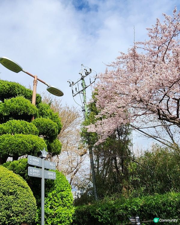 櫻花樹下的釜山塔
