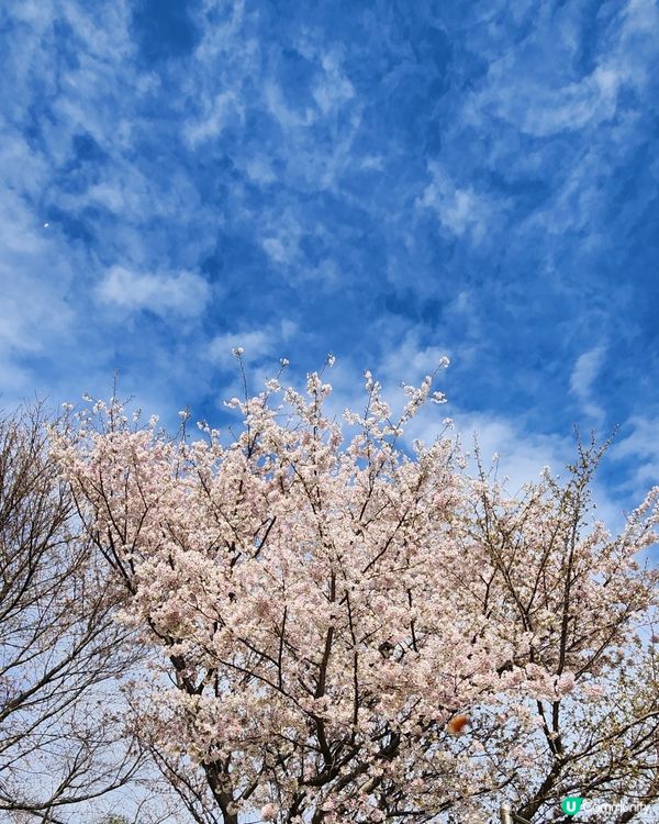 櫻花樹下的釜山塔