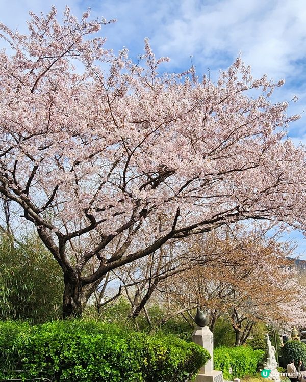 櫻花樹下的釜山塔