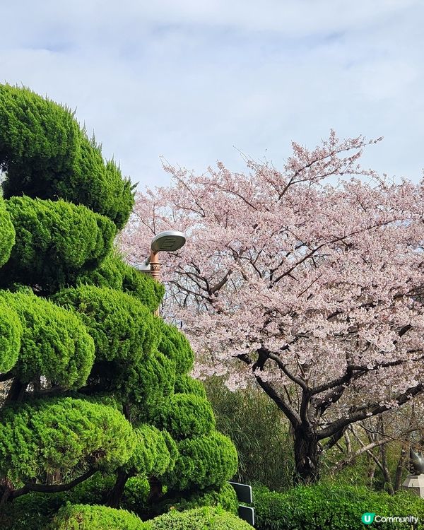 櫻花樹下的釜山塔