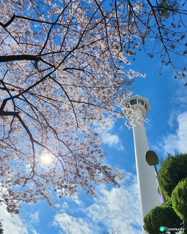 櫻花樹下的釜山塔