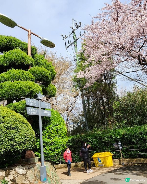 櫻花樹下的釜山塔