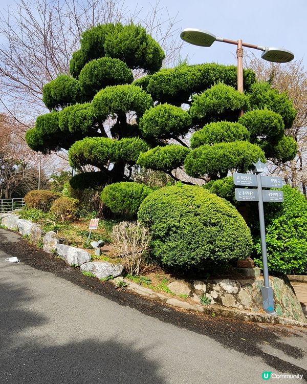 櫻花樹下的釜山塔