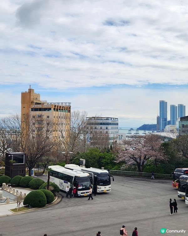 櫻花樹下的釜山塔