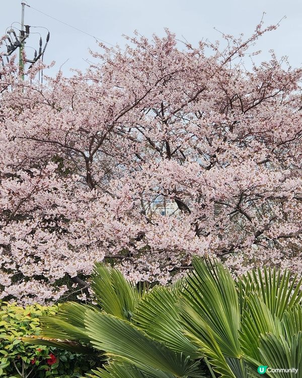 櫻花樹下的釜山塔