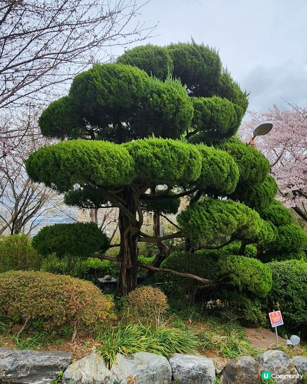 櫻花樹下的釜山塔