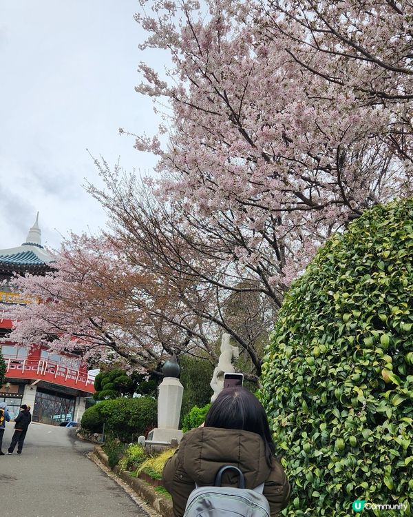 櫻花樹下的釜山塔