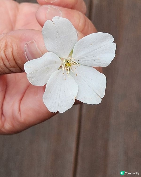 櫻花樹下的釜山塔